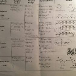 Amoeba sisters diffusion answer key