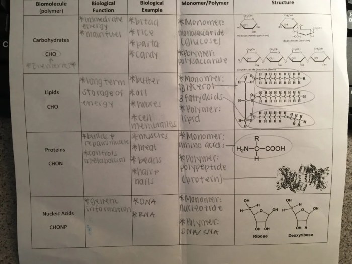 Amoeba sisters diffusion answer key