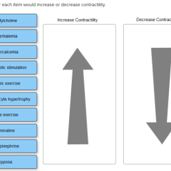 Indicate whether each item would increase or decrease contractility.